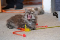 /album/fotogalerie-kotata/dsc-0232-jpg/