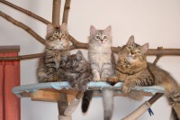 /album/fotogalerie-kotata/dsc-0057-jpg/